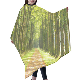 Personality  Avenue With Many Linden Trees In Row And Footpath Hair Cutting Cape