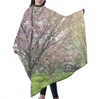 Personality  Blooming Cherry Blossom Trees In The Garden Hair Cutting Cape