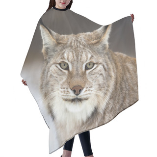 Personality  Lynx Looking Into Camera Hair Cutting Cape