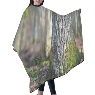 Personality  Conifer Tree  In Wilderness Area Hair Cutting Cape