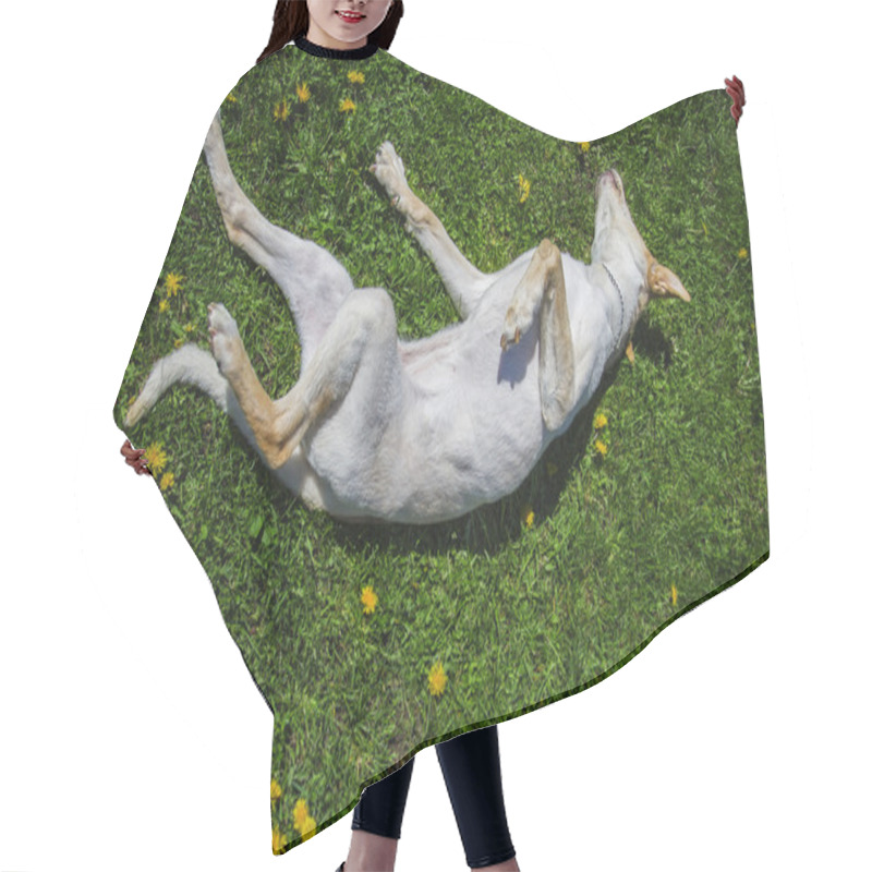 Personality  Happy Dogs Hair Cutting Cape