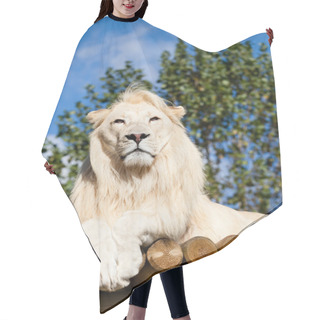 Personality  White Lion Posing On Sunny Wooden Platform Hair Cutting Cape