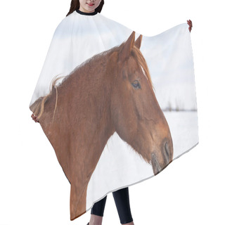 Personality  Portrait Of Nice Horse Hair Cutting Cape