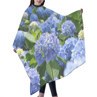 Personality  Beautiful Blooming Blue And Purple Hydrangea Or Hortensia Flowers (Hydrangea Macrophylla) Under The Sunlight On Blur Background In Summer. Natural Background.  Hair Cutting Cape