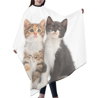 Personality  Two Kitten Sitting Hair Cutting Cape