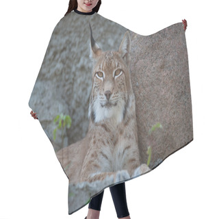 Personality  Eurasian Lynx Lynx Looking At Camera. Wild Nature And Wild Animals Themes Hair Cutting Cape