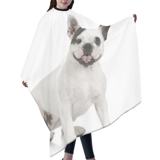 Personality  French Bulldog (1 Year And 4 Months) Hair Cutting Cape