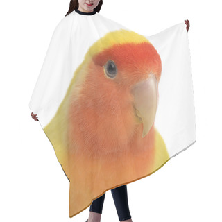 Personality  Portrait Of Rosy-faced Lovebird, Agapornis Roseicollis, Also Known As The Peach-faced Lovebird Against White Background Hair Cutting Cape