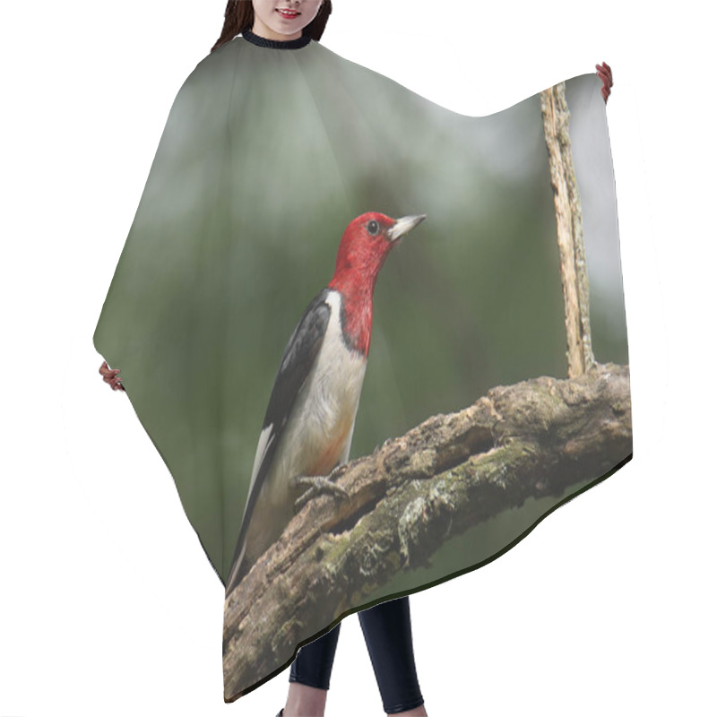 Personality  Red-headed Woodpecker (melanerpes Erythrocephalus) Hair Cutting Cape