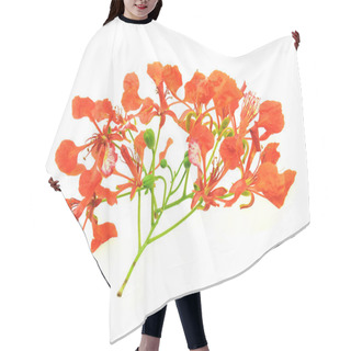 Personality  Peacock Flowers On Poinciana Tree Hair Cutting Cape