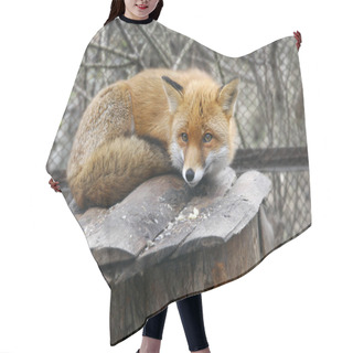 Personality  Red Fox In Zoo Hair Cutting Cape