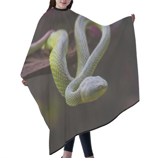 Personality  Close Up Yellow-lipped Green Pit Viper Snake Hair Cutting Cape