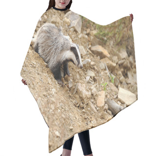 Personality  Badger Near Its Burrow In The Forest Hair Cutting Cape