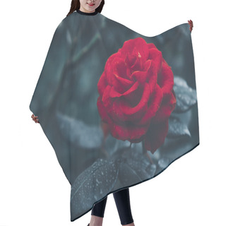 Personality  Red Rose In Garden Hair Cutting Cape