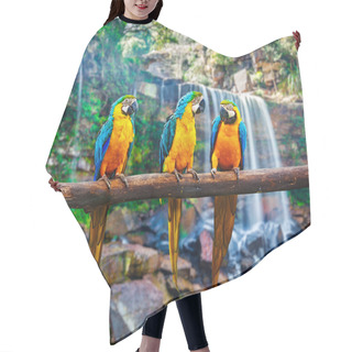 Personality  Blue-and-Yellow Macaw Ara Ararauna Hair Cutting Cape