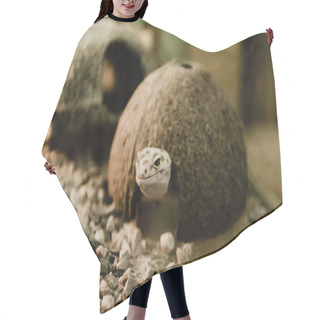 Personality  Selective Focus Of Reptile Near Coconut Shell And Stones  Hair Cutting Cape