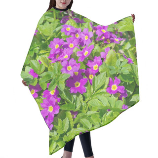 Personality  Spring Flowers - Primula Juliae Hair Cutting Cape