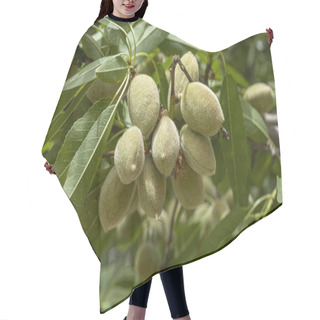 Personality  Ripening Almond On A Branch Of Tree In The Garden Hair Cutting Cape