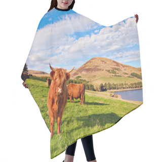Personality  Highland Angus Cow Hair Cutting Cape
