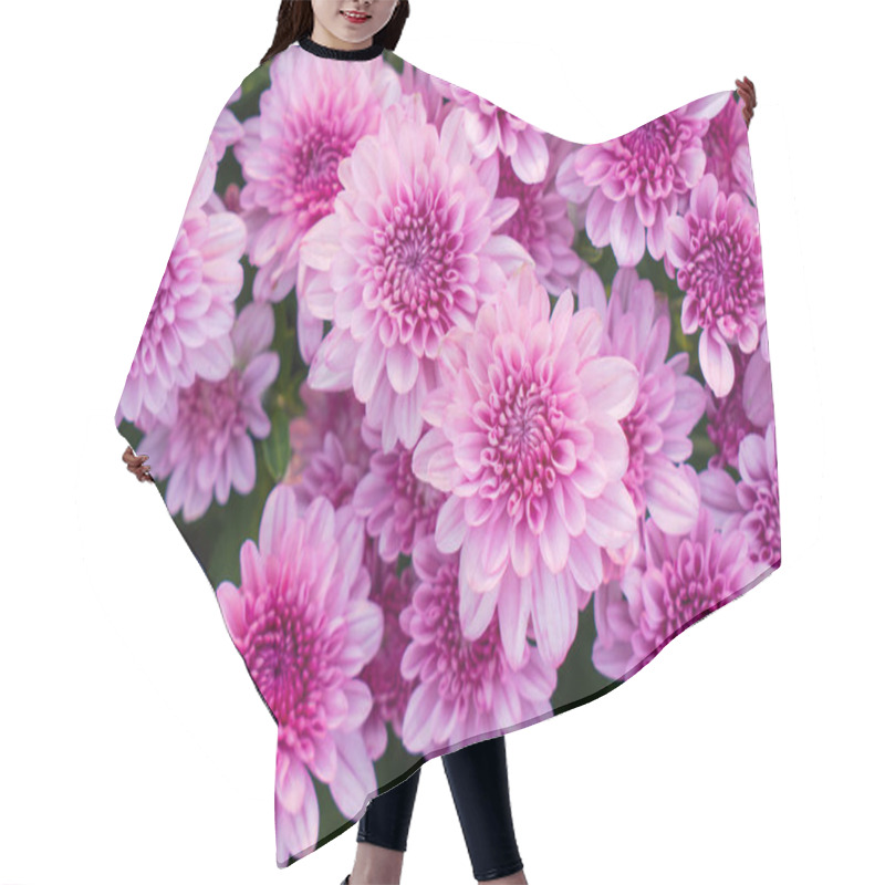 Personality  Blossom Pinkish Purple Chrysanthemum (Hardy Mums) Flowers In The Garden With Green Leaves  Hair Cutting Cape