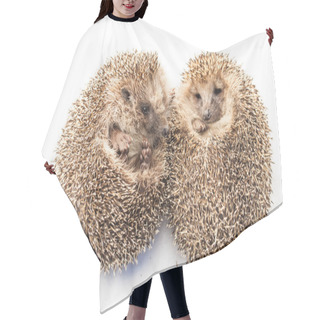 Personality  Cute Funny Hedgehogs Hair Cutting Cape