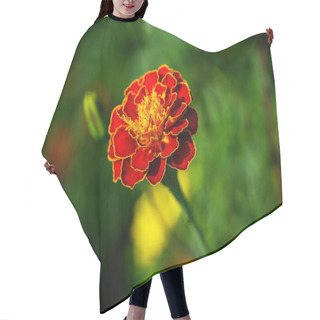 Personality  The Image Captures The Beauty Of A Blooming Marigold With Contrasting Colors, Making It Apt For Decorative Or Educational Purposes In Botany. Hair Cutting Cape
