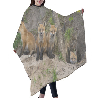 Personality  Red Fox Kits At Their Den Hair Cutting Cape
