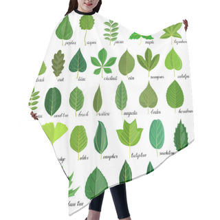 Personality  Vector Set Of Tree Leaves Hair Cutting Cape