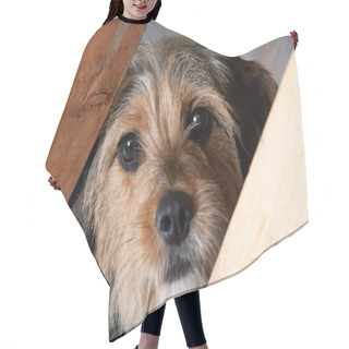 Personality  Borkie Dog Peeking Through A Gap Hair Cutting Cape