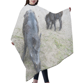 Personality  Two Boars Hair Cutting Cape