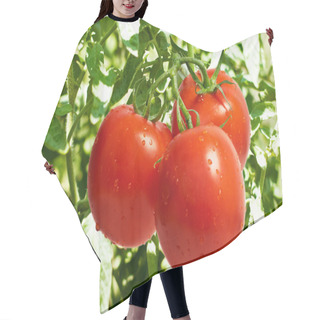Personality  Tomatoes On Bush Hair Cutting Cape