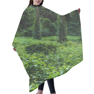 Personality  Dramatic Shot Of Forest With Ground Covered With Green Vine Hair Cutting Cape