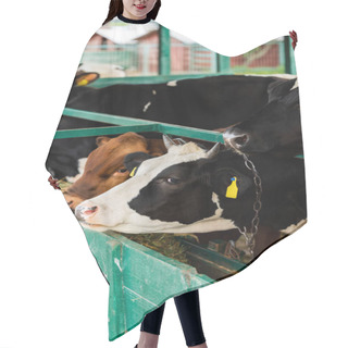 Personality  Black And White Cow And Brown Calf Eating Hay From Manger In Cowshed Hair Cutting Cape
