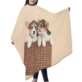 Personality  Cute Welsh Corgi Puppies In Wicker Basket On Beige Background Hair Cutting Cape