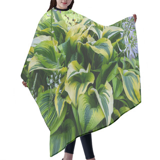 Personality  Green Bush Hosta. Hosta Leaves. Hosta - An Ornamental Plant For Landscaping Park And Garden Design  Hair Cutting Cape