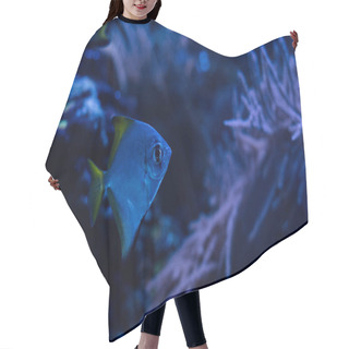 Personality  Exotic Fish Swimming Under Water In Dark Aquarium With Blue Lighting Hair Cutting Cape