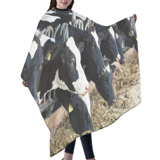 Personality  Dairy Cows In A Farm. Hair Cutting Cape