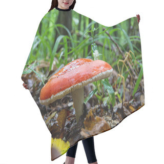 Personality  Russula Xerampelina, Also Known As The Crab Brittlegill Or The Shrimp Mushroom In Forest. Hair Cutting Cape