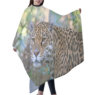 Personality  Closeup Portrait Of Jaguar On Blurred Background Hair Cutting Cape