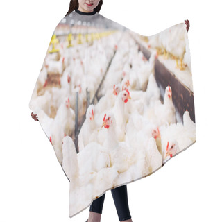 Personality  Indoors Chicken Farm, Chicken Feeding, Large Egg Production Hair Cutting Cape