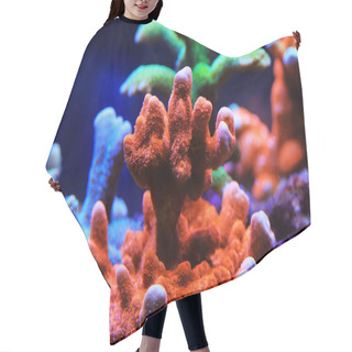 Personality  Montipora Colorful Stony Coral In Reef Aquarium Tank Hair Cutting Cape