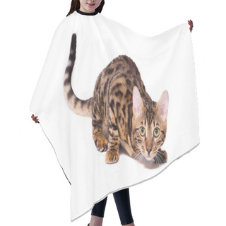 Personality  Bengal Kitten, 5 Months Old, In Front Of White Background Hair Cutting Cape