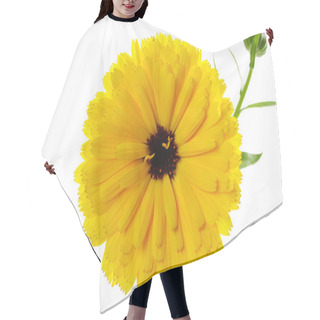 Personality  Pot Marigold, Blossom, White Background Hair Cutting Cape