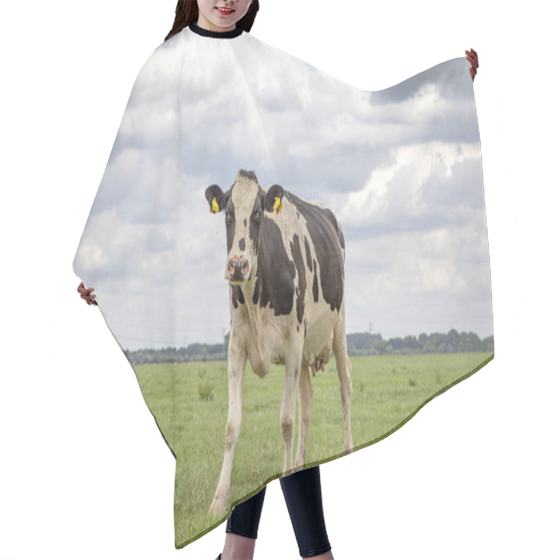 Personality  One Shabby Shaky Cow, Black And White, Friesian Holstein, Standing In A Green Pasture Under A Blue Cloudy Sky And A Faraway Straight Horizon. Hair Cutting Cape