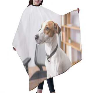 Personality  Selective Focus Of Jack Russell Terrier Looking Away On Office Table  Hair Cutting Cape