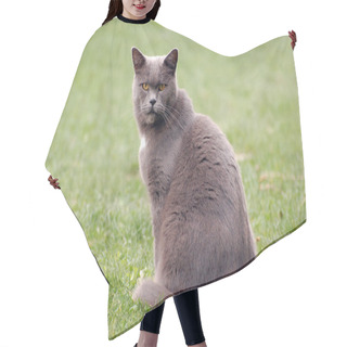 Personality  Grey Cat On Lawn Hair Cutting Cape