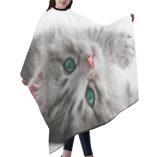 Personality  Kitten Lays - Isolated Hair Cutting Cape