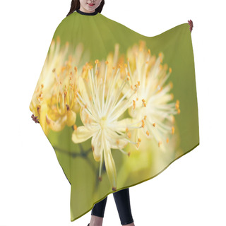 Personality  Linden Pollen Hair Cutting Cape