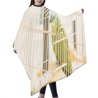 Personality  Selective Focus Of Bright Green Amazon Parrot Sitting In Bird Cage Hair Cutting Cape
