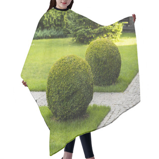 Personality  Round Boxwood Bushes In Decoration Landscape Design Hair Cutting Cape